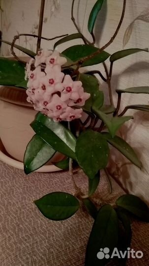 Хойя или восковой плющ