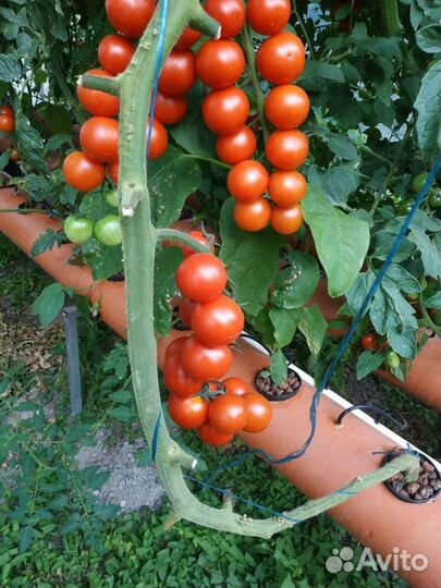 Концентрат удобрений для гидропоники