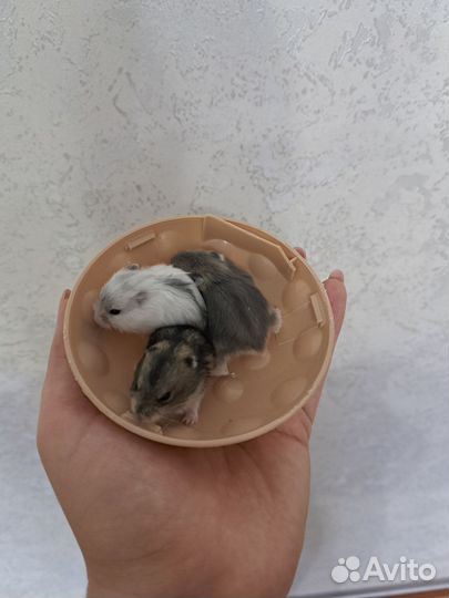 Джунгарский хомяк