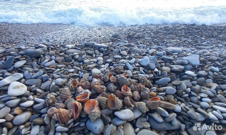 Ракушки рапана черноморского