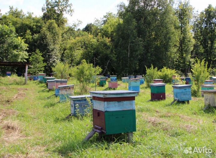 2024 Мёд натуральный с Алтая оптом