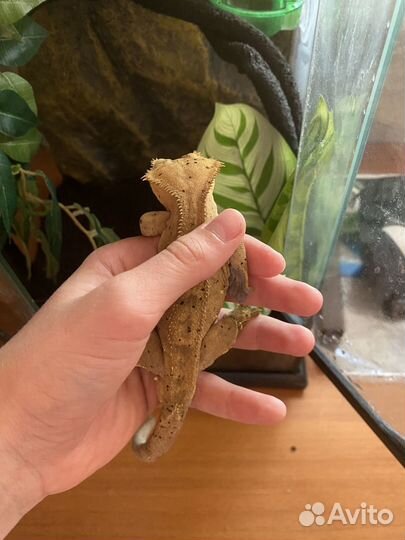 Реснитчатый бананоед с террариумом