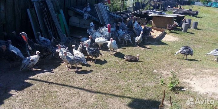 Индюки домашние