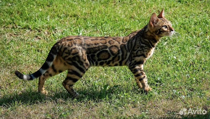 Бенгальская кошка