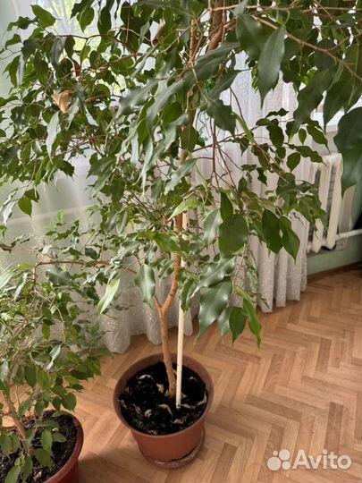 Фикус Бенджамина большой 2,2 м