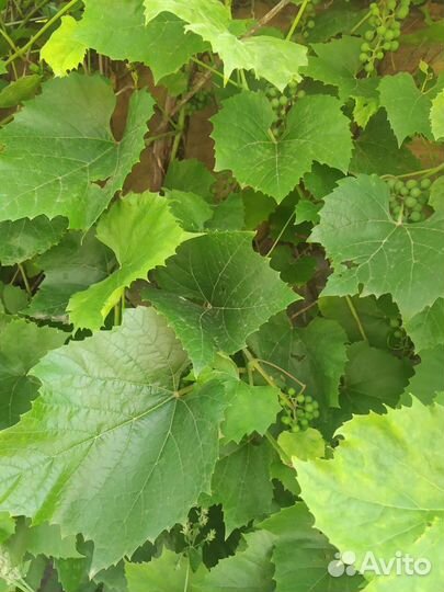 Листья винограда, малины, смородины