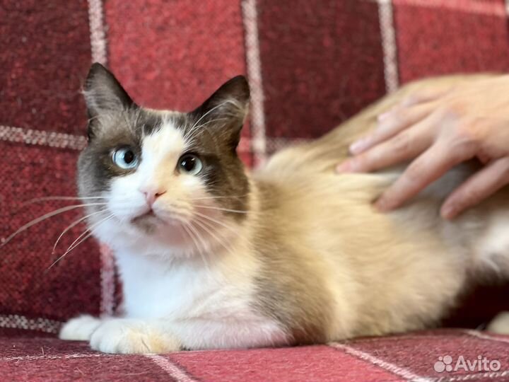 Красивый котик в добрые руки