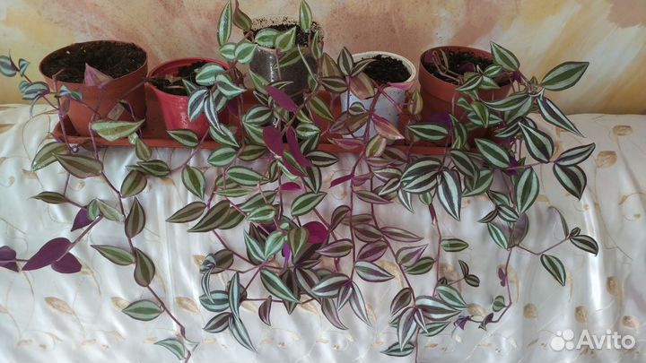 Традесканция зебрина