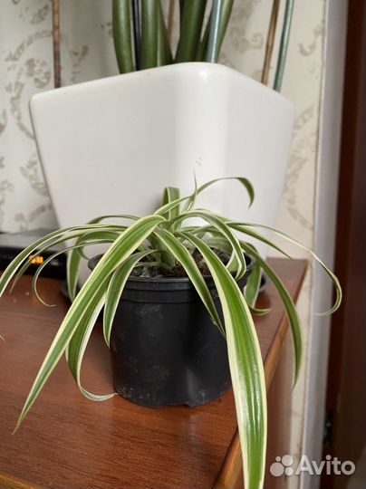 Цветы комнатные