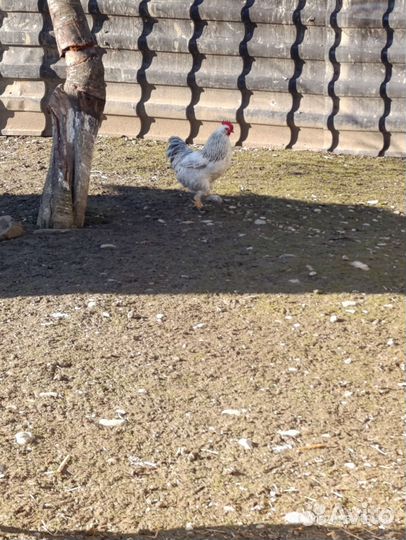 Петухи и курица