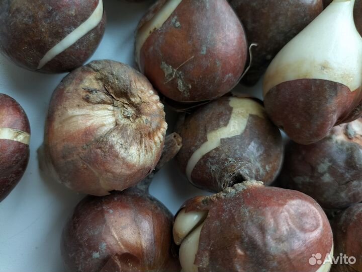 Луковицы тюльпанов оптом 12+