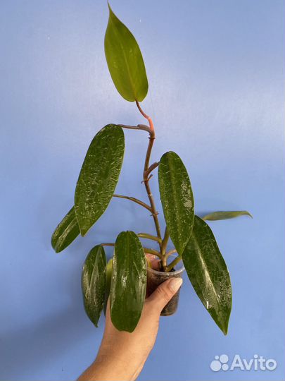 Сциндапсусы,филодендроны