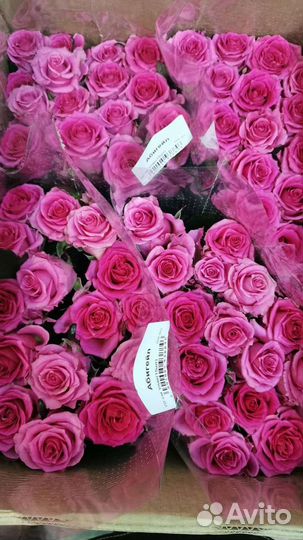 Хризантемы