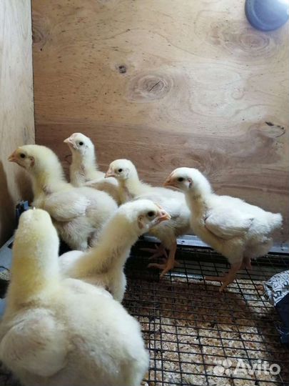 Бройлер Индейка Гусята Утята