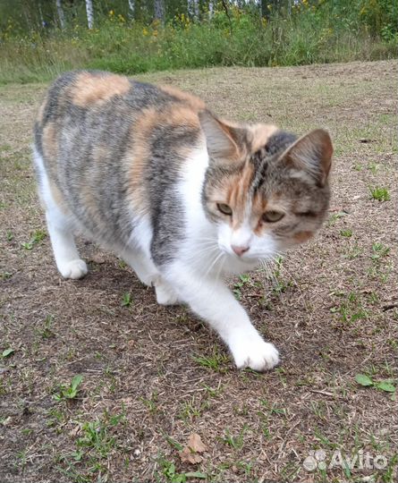 Кошка с котятами