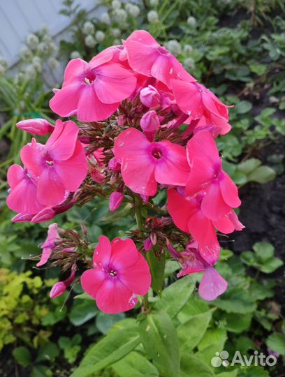 Флокс метельчатый