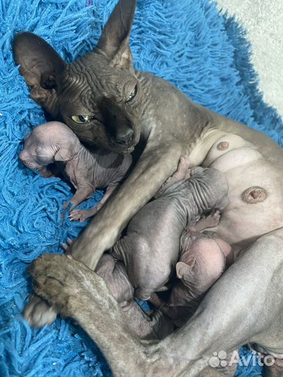 Канадский сфинкс котенок