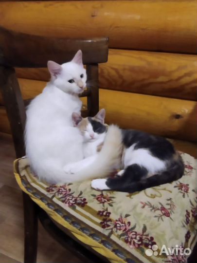 Котята 4 мес. ищут дом