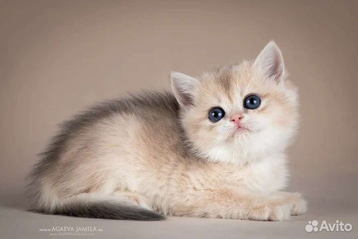 Британская золотая шиншилла ay11