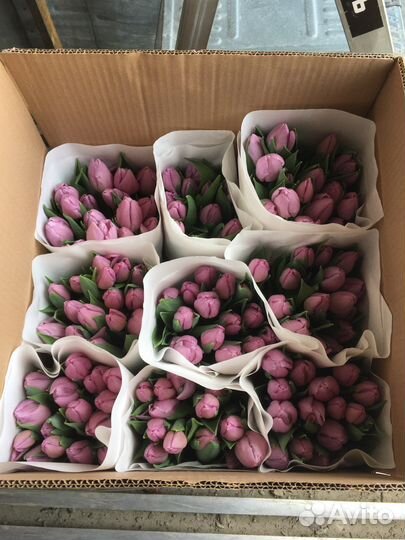 Раевские тюльпаны оптом на 2024 год