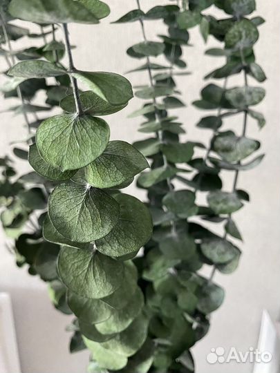 Стабилизированный букет эвкалипта