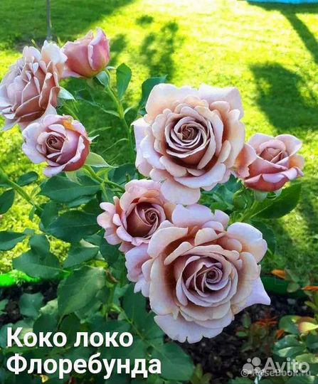 Редкие сорта роз