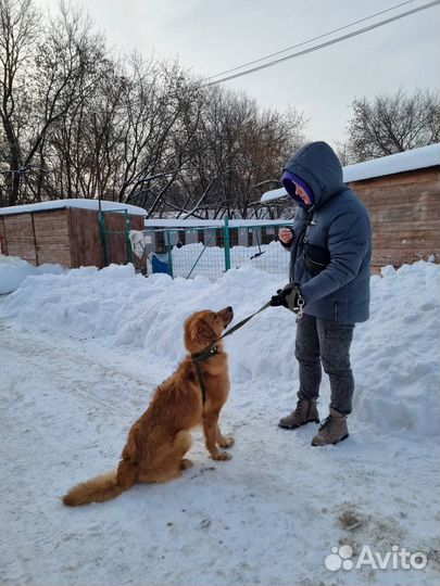 Собака в приюте - спасите