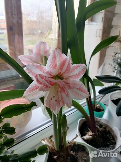 Гиппеаструм детка