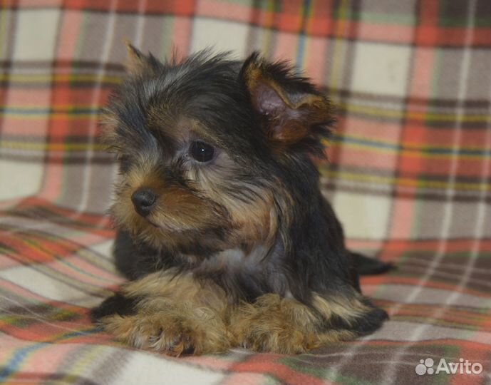 Йоркширский терьер девочка