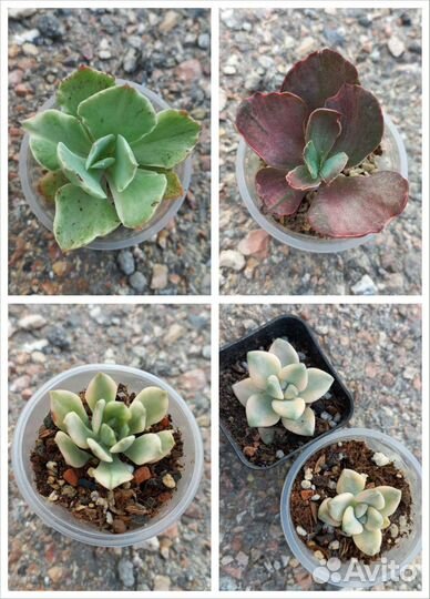 Эчеверии редкости и новинки