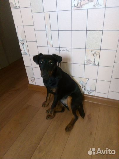 Ягдтерьер Вязка