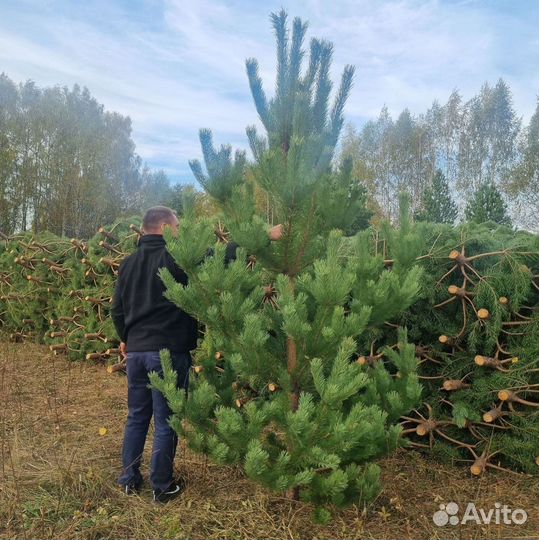 Свежие сосны с доставкой в Севастополь: новогодние
