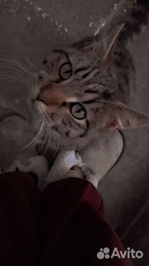Отдам кошку