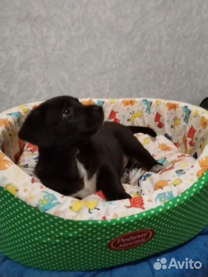 Щенки бесплатно