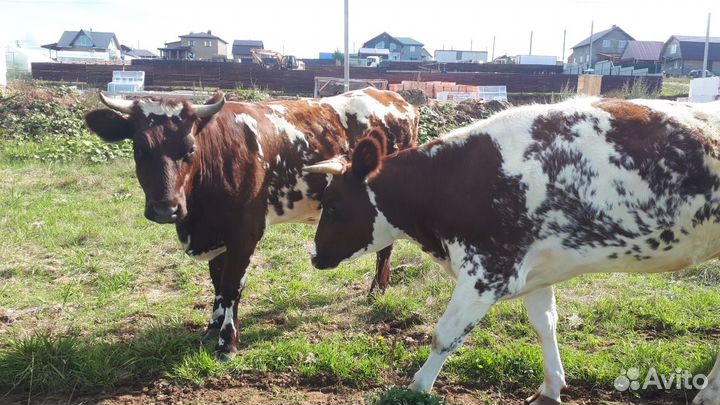 Продам айширскую нетель