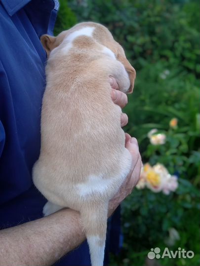 Щенок бигля (РКФ)