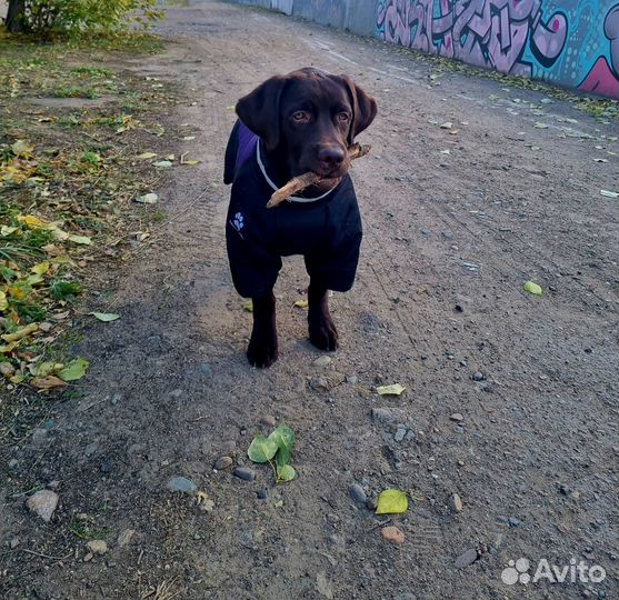 Перспективный щенок шоколадный лабрадор