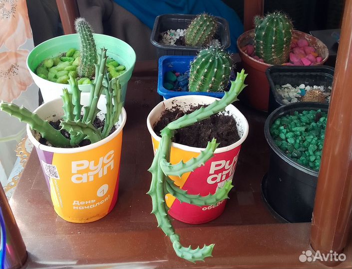 Комнатный цветок