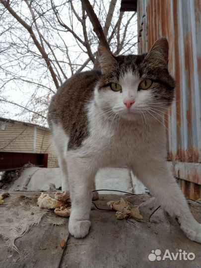 Кошечка ищет заботливых хозяев