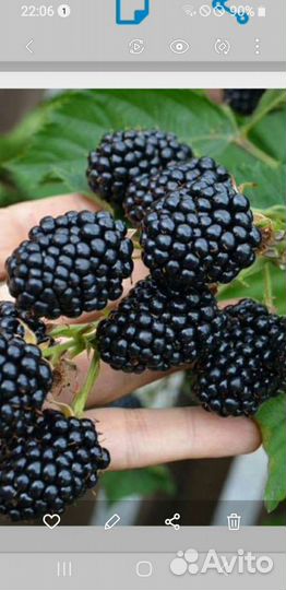 Саженцы ежевики