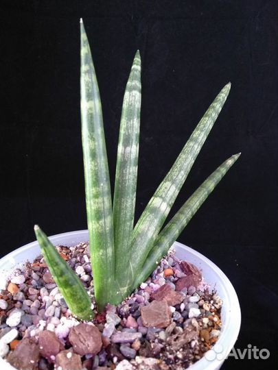 Нолина, сансевиерия и др