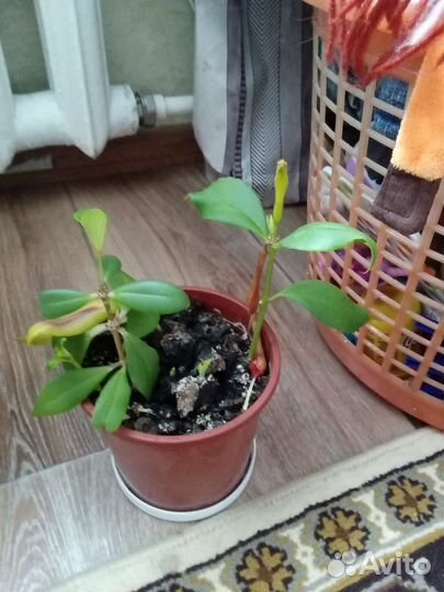 Эсхинантус жар птица