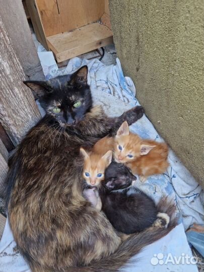 Котята в добрые руки