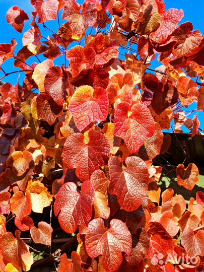 Виноград куанье (японский)