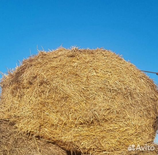 Солома пшеничная в тюках