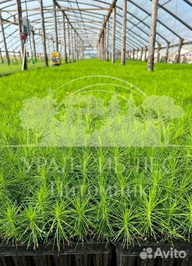 Сеянцы Лиственницы Сибирской с зкс