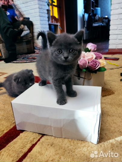 Котята