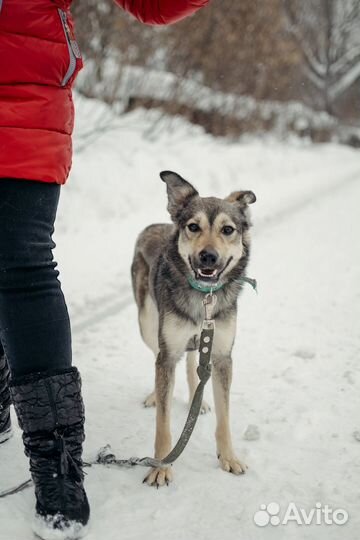 Собаку в добрые руки