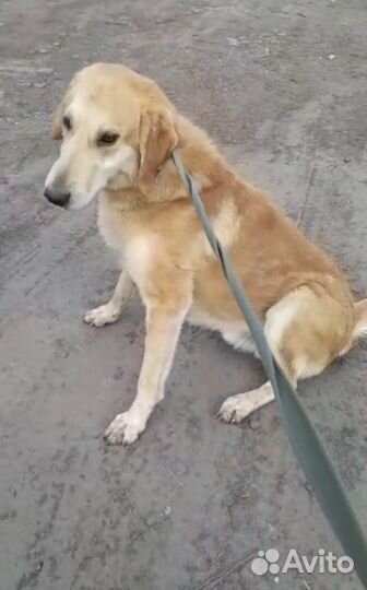 Русская гончая