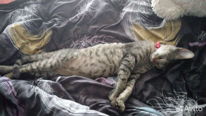 Породистый котик в добрые ручки